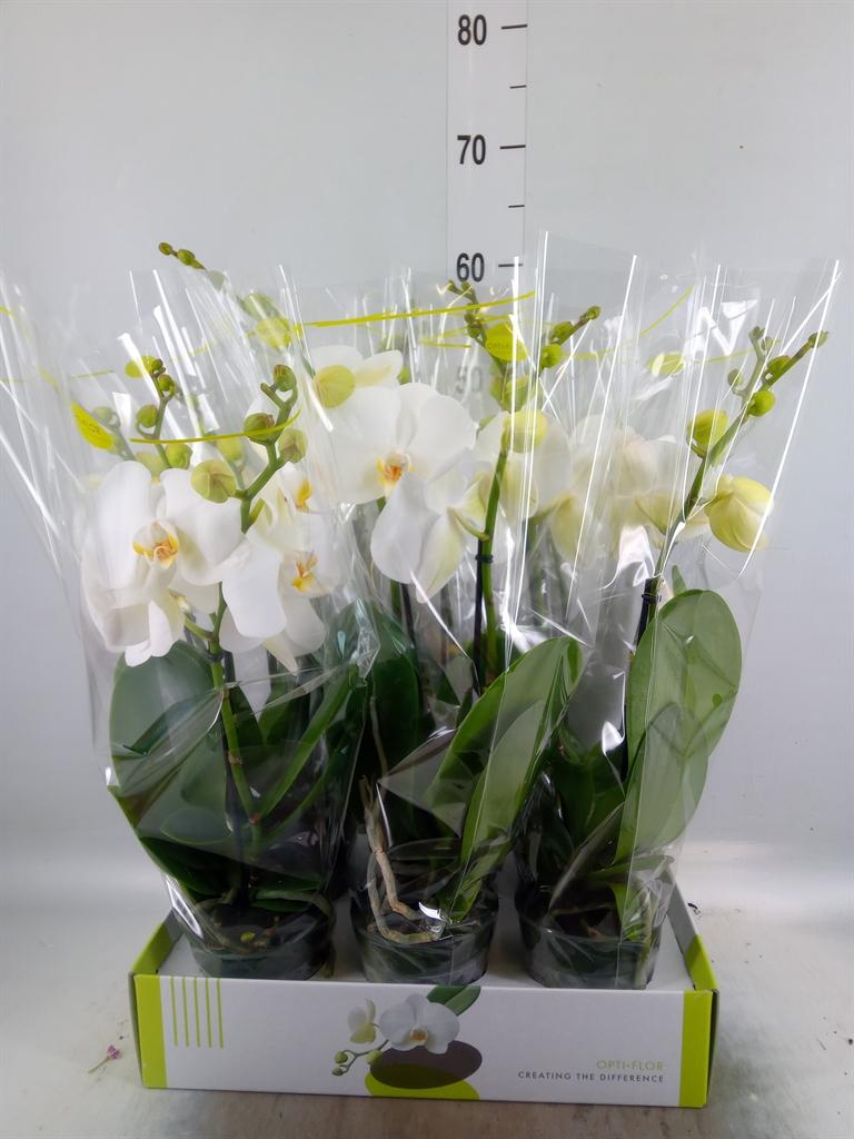 Горшечные цветы и растения оптом Phalaenopsis   ...white от 6шт'' из Голландии с доставкой по России