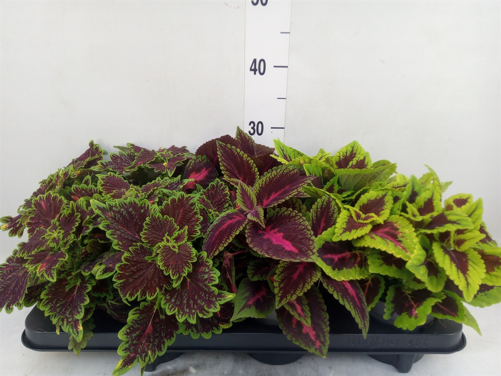 Горшечные цветы и растения оптом Plectranthus Col.   ...mix от 6шт из Голландии с доставкой по России