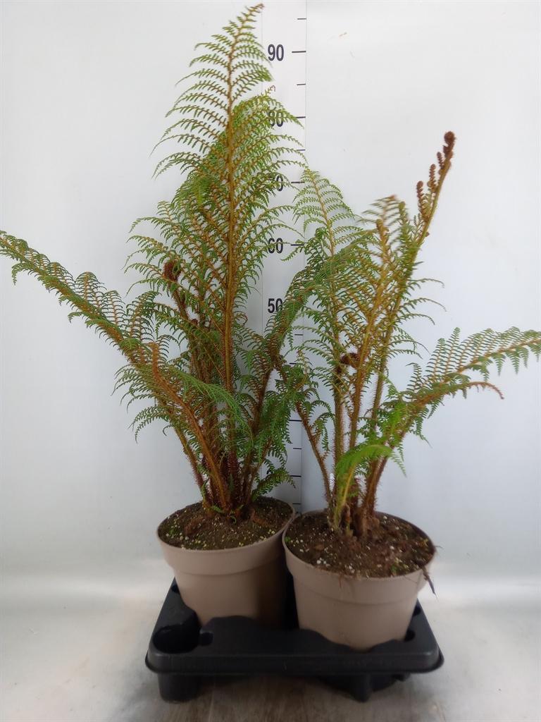 Горшечные цветы и растения оптом Cyathea Tomentosissima от 2шт из Голландии с доставкой по России