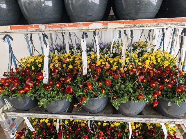 Горшечные цветы и растения оптом Vio Co End Gem от 1шт из Голландии с доставкой по России