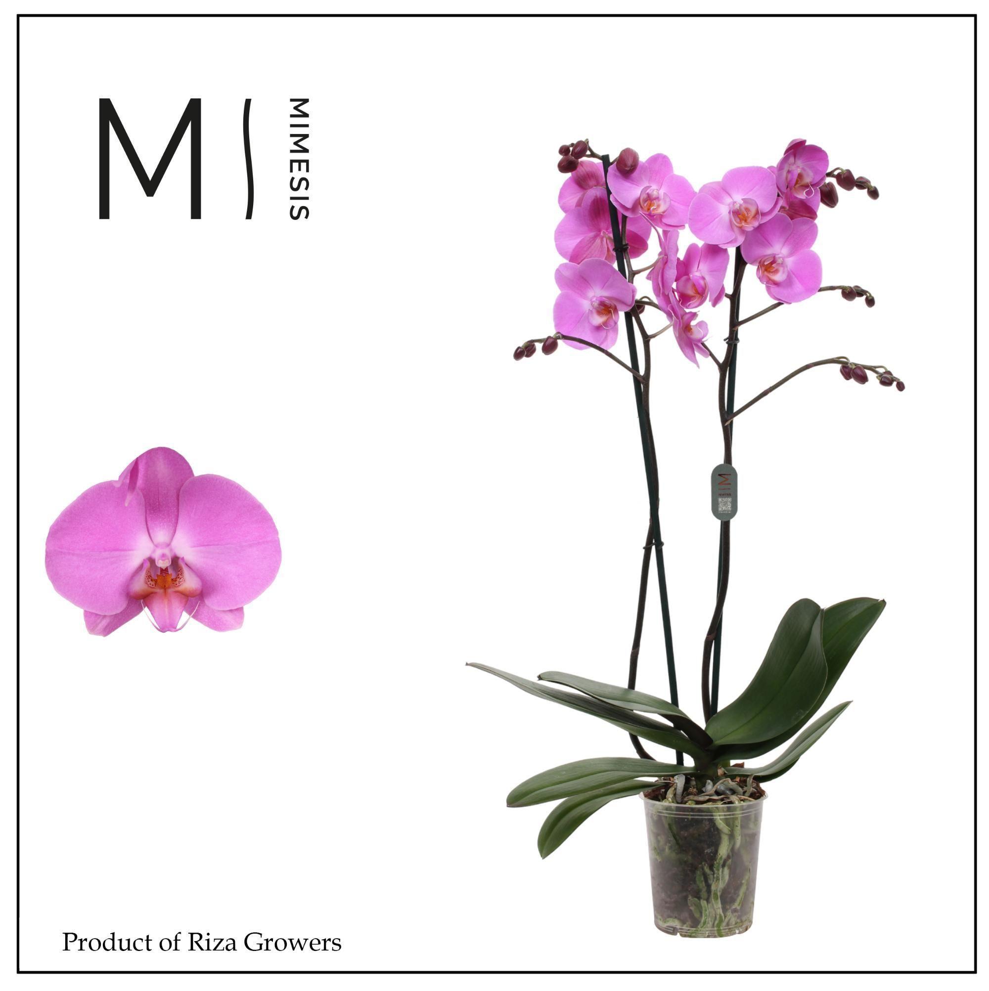 Горшечные цветы и растения оптом Phal 2st Las Palmas 16+ (orchid Growers) от 8шт из Голландии с доставкой по России