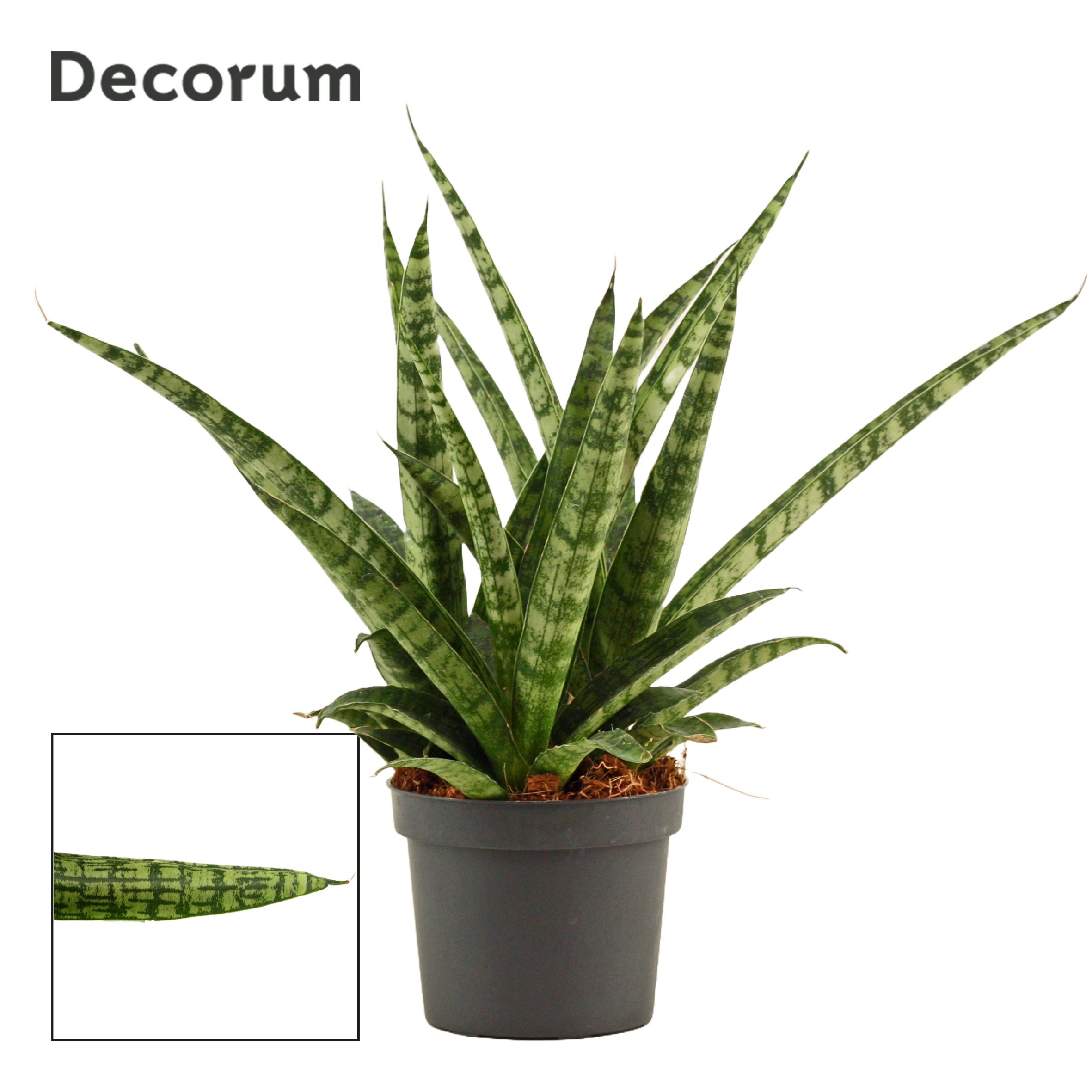 Горшечные цветы и растения оптом Sansevieria Silver Steel Decorum) от 18шт (для телеги) из Голландии с доставкой по России