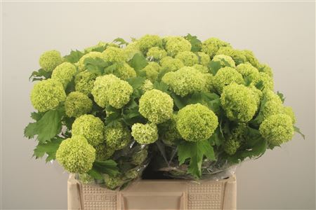 Срезанные цветы оптом Viburnum roseum outdoor от 50шт из Голландии с доставкой по России