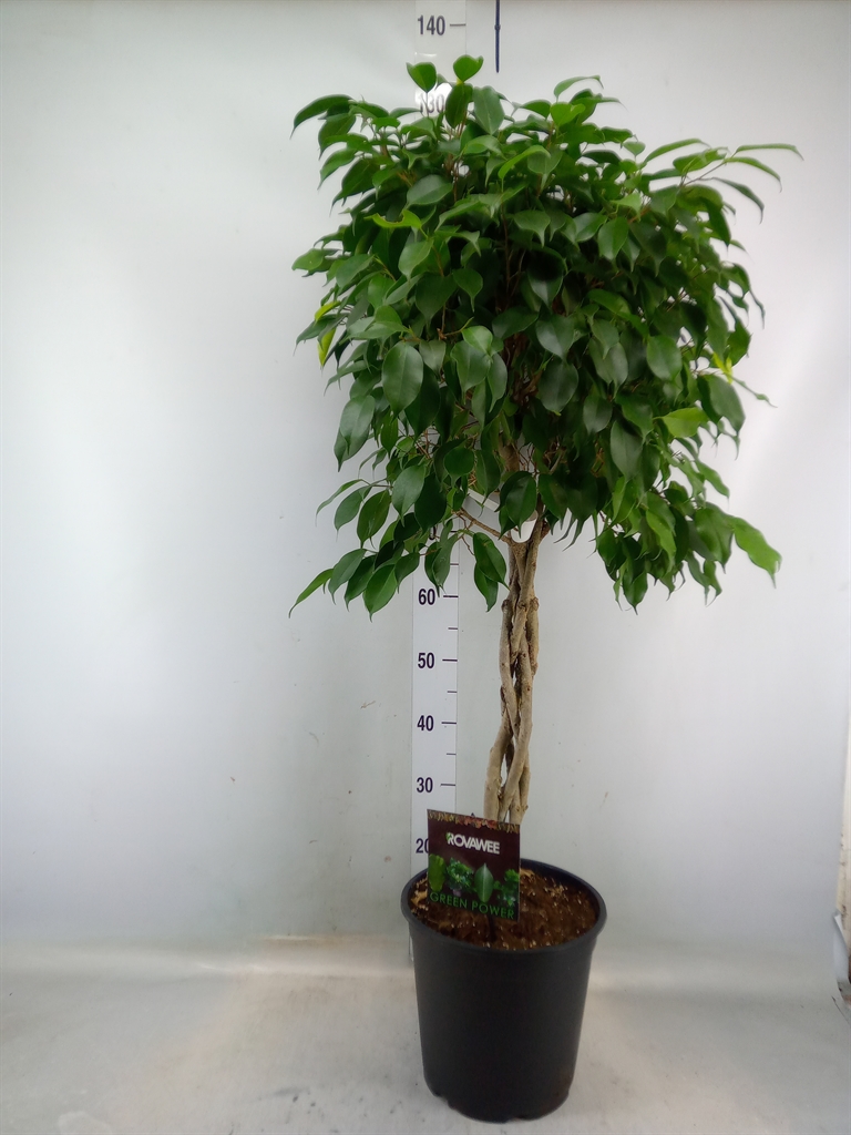 Горшечные цветы и растения оптом Ficus Microcarpa   ... от 1шт из Голландии с доставкой по России