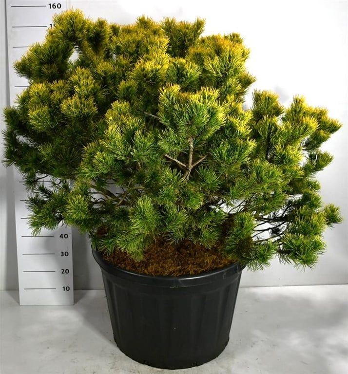 Горшечные цветы и растения оптом Pinus Mugo Winter Gold от 1шт из Голландии с доставкой по России