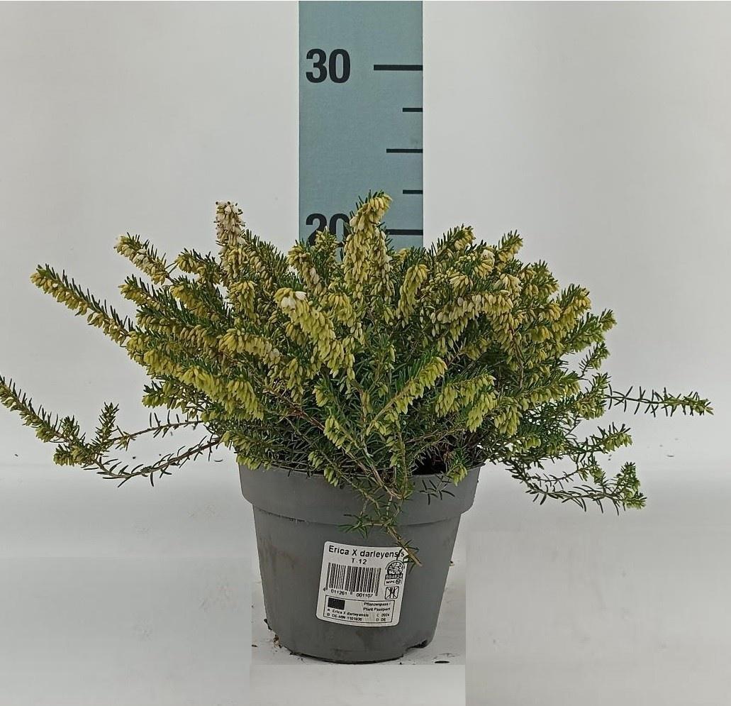 Горшечные цветы и растения оптом Erica Dar. White Perfection от 8шт из Голландии с доставкой по России