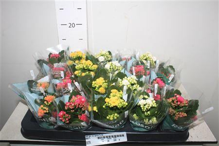 Горшечные цветы и растения оптом Kal Ge Ro Gem 5 Kl Rijpte 3 от 20шт (для телеги) из Голландии с доставкой по России Горшечные цветы и растения оптом Kal Ge Ro Gem 5 Kl Rijpte 3 от 20шт (для телеги) из Голландии с доставкой по России