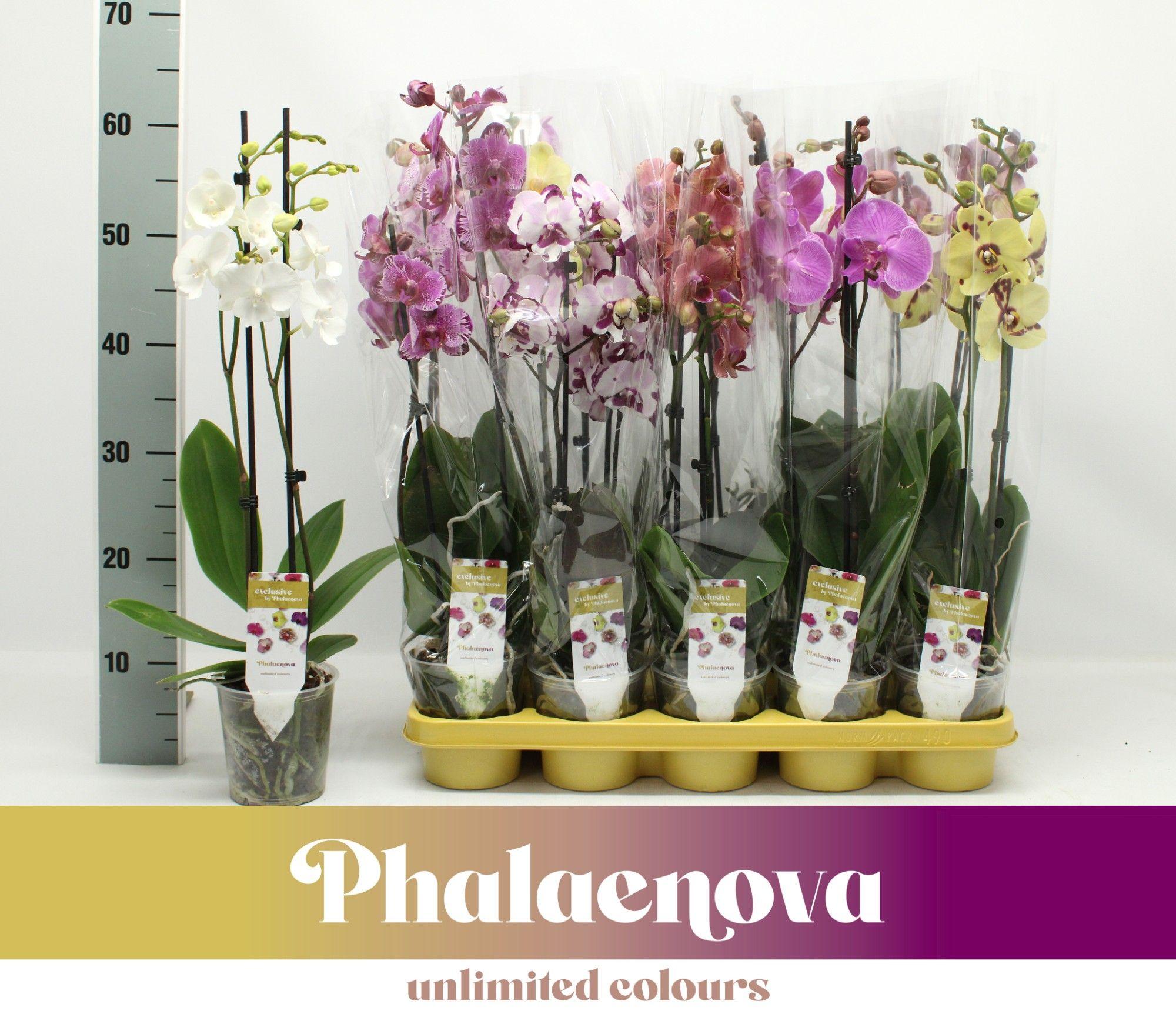 Горшечные цветы и растения оптом Phal 1st Exclusive Mix 9+ (phalaenova) от 10шт из Голландии с доставкой по России