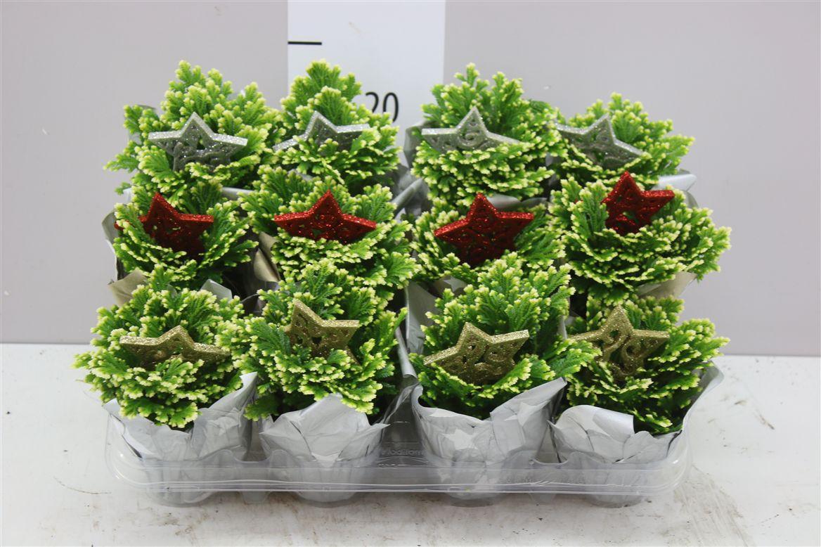 Горшечные цветы и растения оптом Selaginella Ma Jori Potcover от 12шт (для телеги) из Голландии с доставкой по России