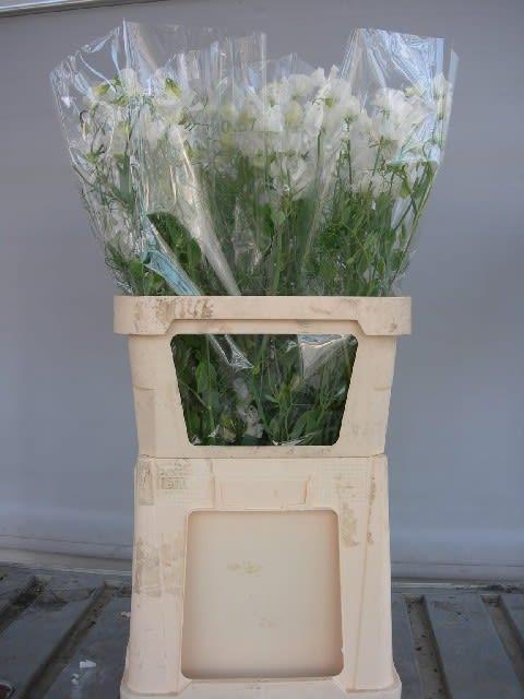 Срезанные цветы оптом Lathyrus rank white от 30шт из Голландии с доставкой по России