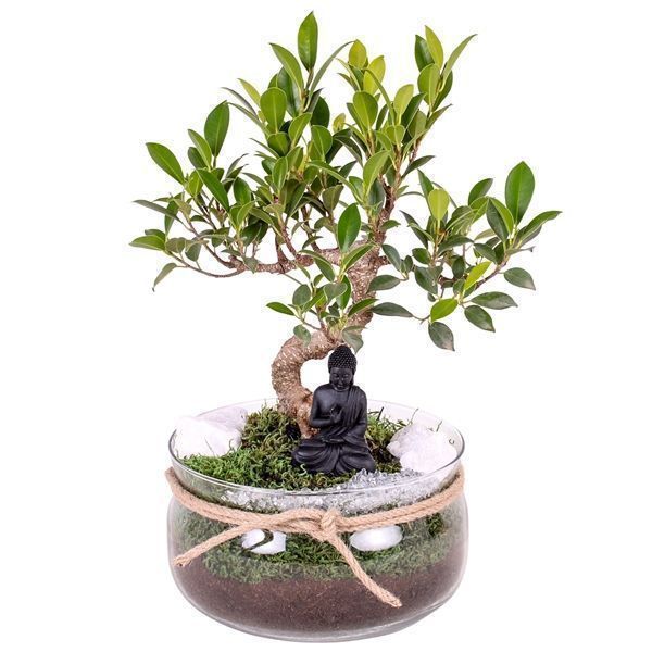 Горшечные цветы и растения оптом Bonsai S-shape Mix In Vase With Rope от 2шт из Голландии с доставкой по России