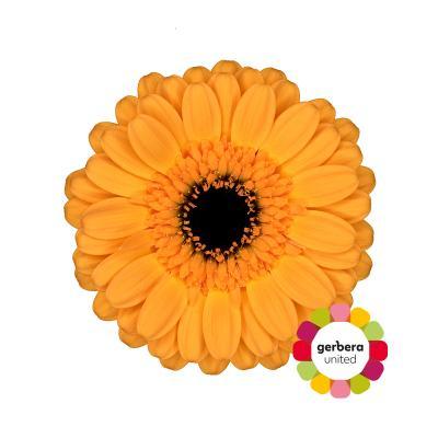 Срезанные цветы оптом Germini diamond tweety от 80шт из Голландии с доставкой по России