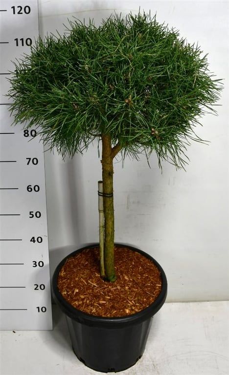 Горшечные цветы и растения оптом Pinus Sylv Blue Pearl On Stem от 1шт из Голландии с доставкой по России