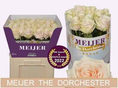 Срезанные цветы оптом Rosa la dorchester+ от 40шт из Голландии с доставкой по России
