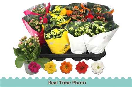 Горшечные цветы и растения оптом Kal Ge Gem 5 Kl * Spring Deal * от 12шт (для телеги) из Голландии с доставкой по России
