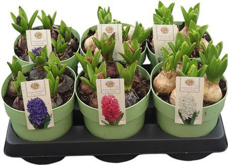 Горшечные цветы и растения оптом Hya A Gemengd 3kl 5pp Xl от 6шт из Голландии с доставкой по России