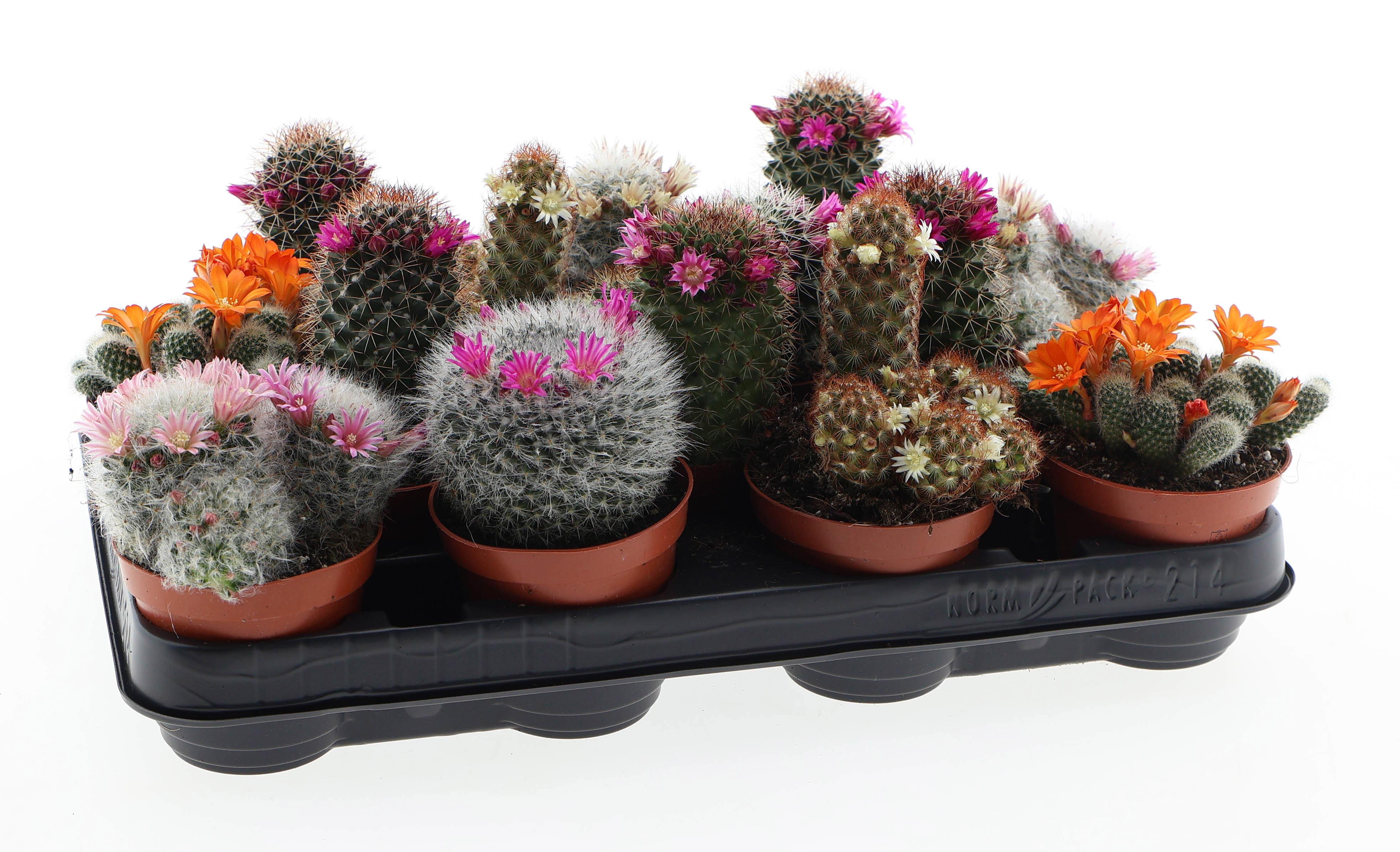 Горшечные цветы и растения оптом Mammillaria Mix Flowering от 14шт (для телеги) из Голландии с доставкой по России
