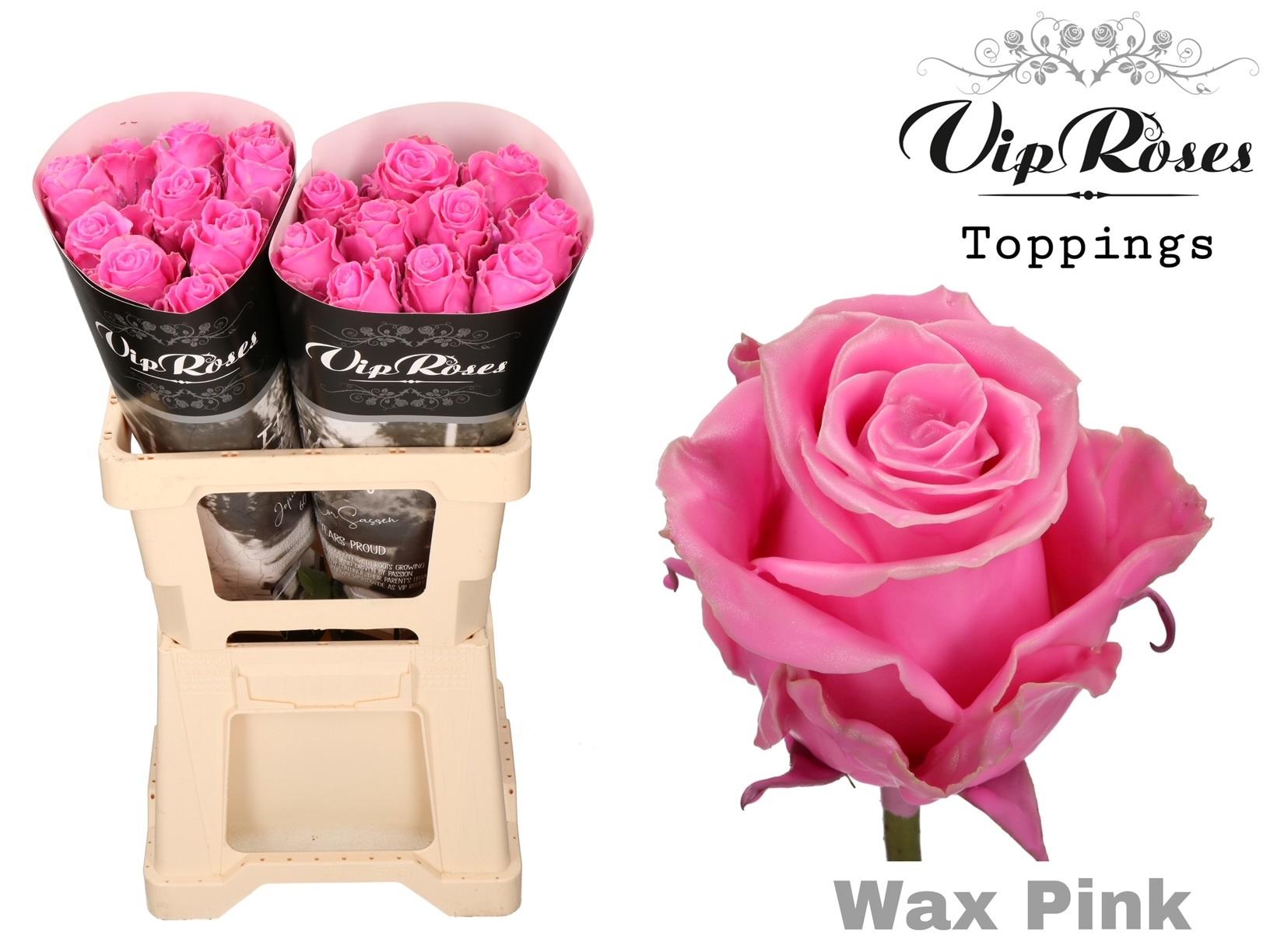 Срезанные цветы оптом Rosa large wax pink от 20шт из Голландии с доставкой по России