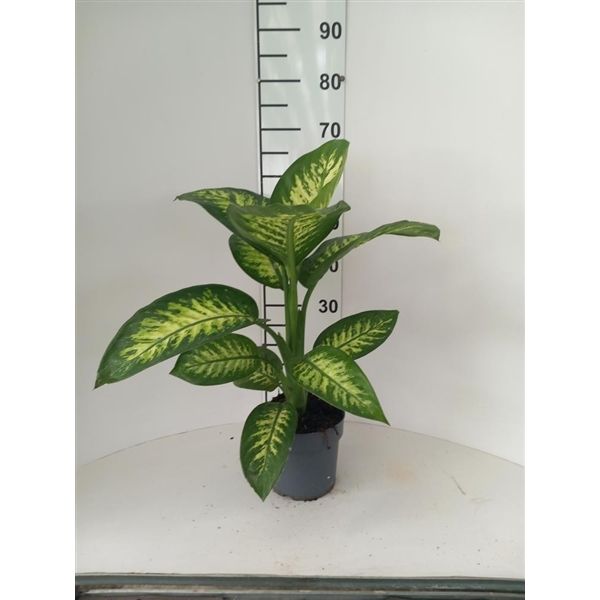 Горшечные цветы и растения оптом Dieffenbachia Tropic Snow 1pp от 6шт из Голландии с доставкой по России