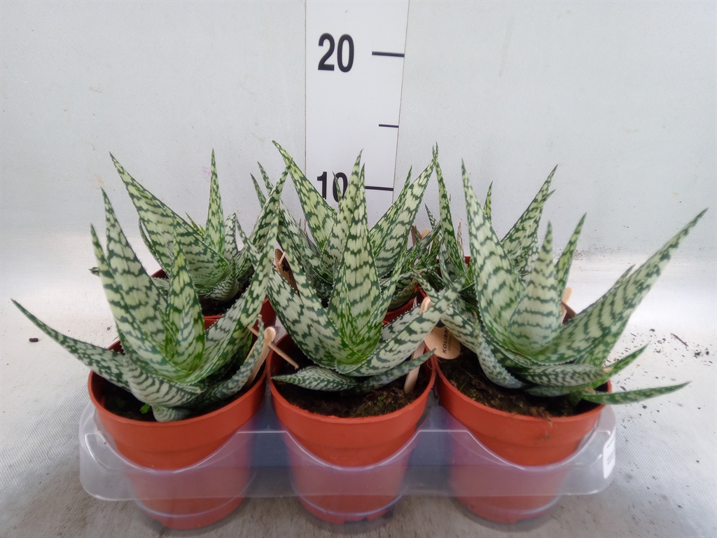 Горшечные цветы и растения оптом Aloe   ... от 6шт (для телеги) из Голландии с доставкой по России