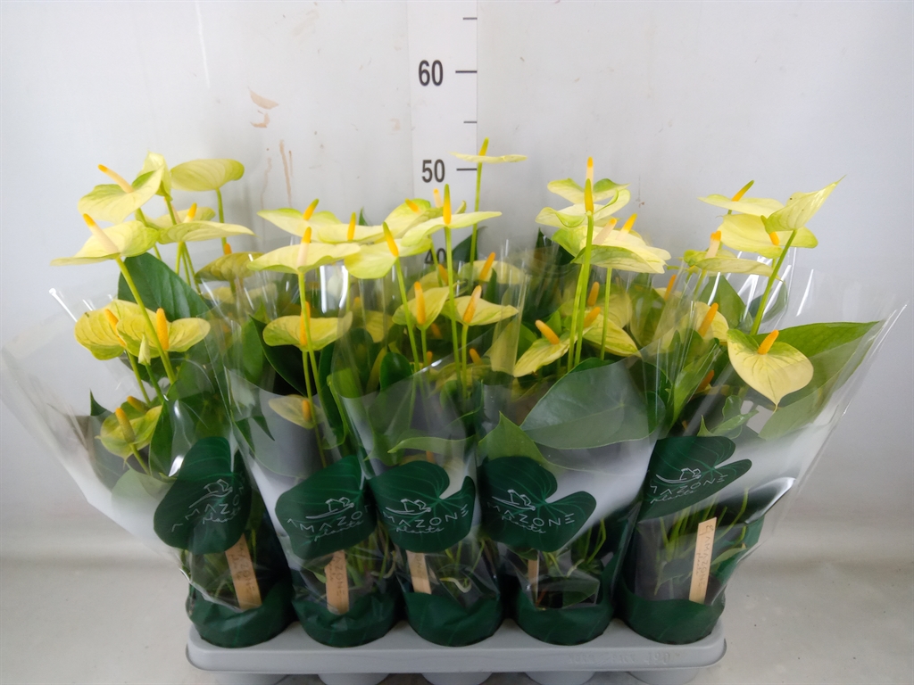 Горшечные цветы и растения оптом Anth An Vanilla 6+ (amazone) от 10шт из Голландии с доставкой по России