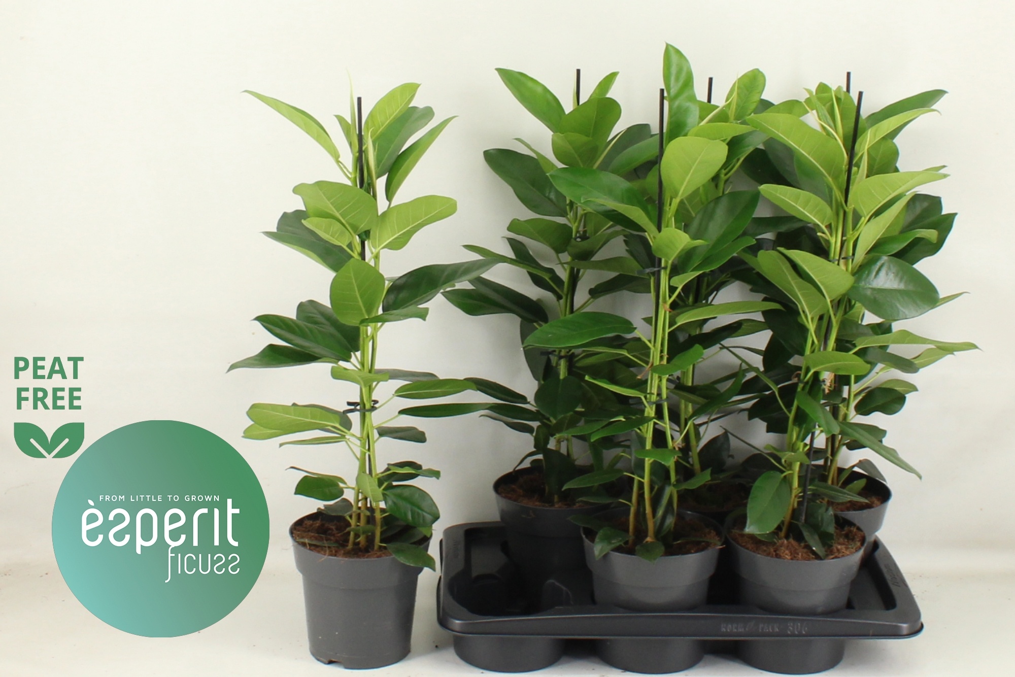 Горшечные цветы и растения оптом Fic Mi Smile от 6шт из Голландии с доставкой по России