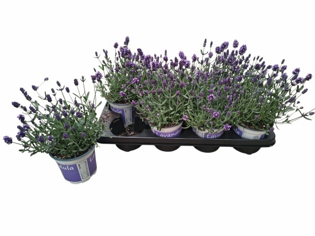 Горшечные цветы и растения оптом Lavan Angustifolia от 8шт из Голландии с доставкой по России Горшечные цветы и растения оптом Lavan Angustifolia от 8шт из Голландии с доставкой по России