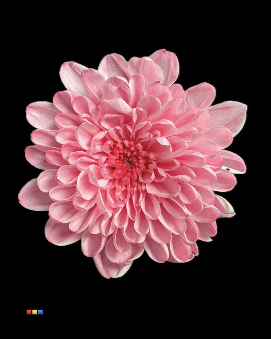 Срезанные цветы оптом Chrys sp paint altaj pastel pink от 40шт из Голландии с доставкой по России