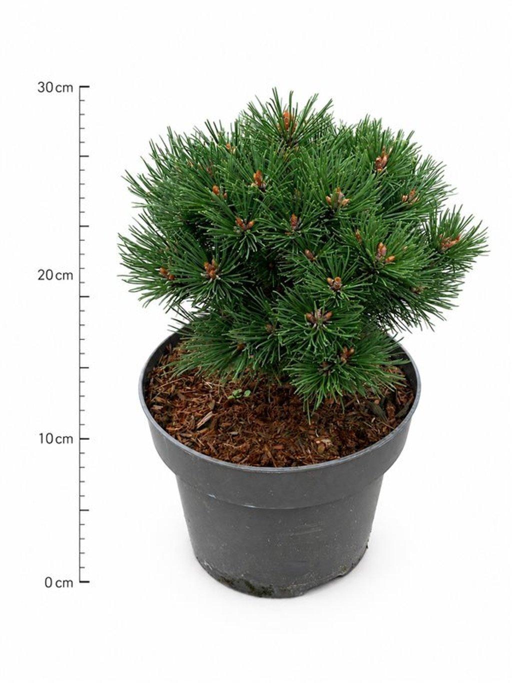 Горшечные цветы и растения оптом Pinus Mugo Heideperle от 1шт из Голландии с доставкой по России