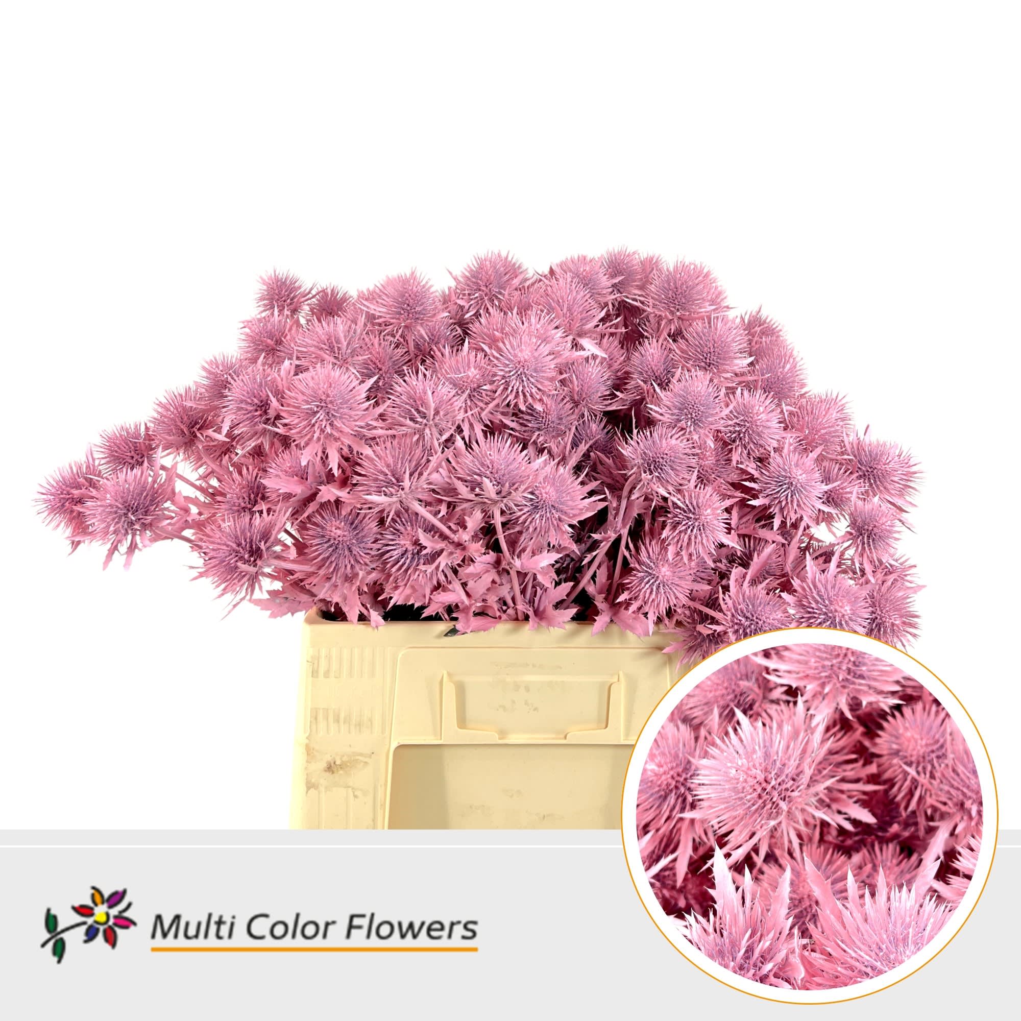 Срезанные цветы оптом Eryngium alpinum paint pink light от 50шт из Голландии с доставкой по России