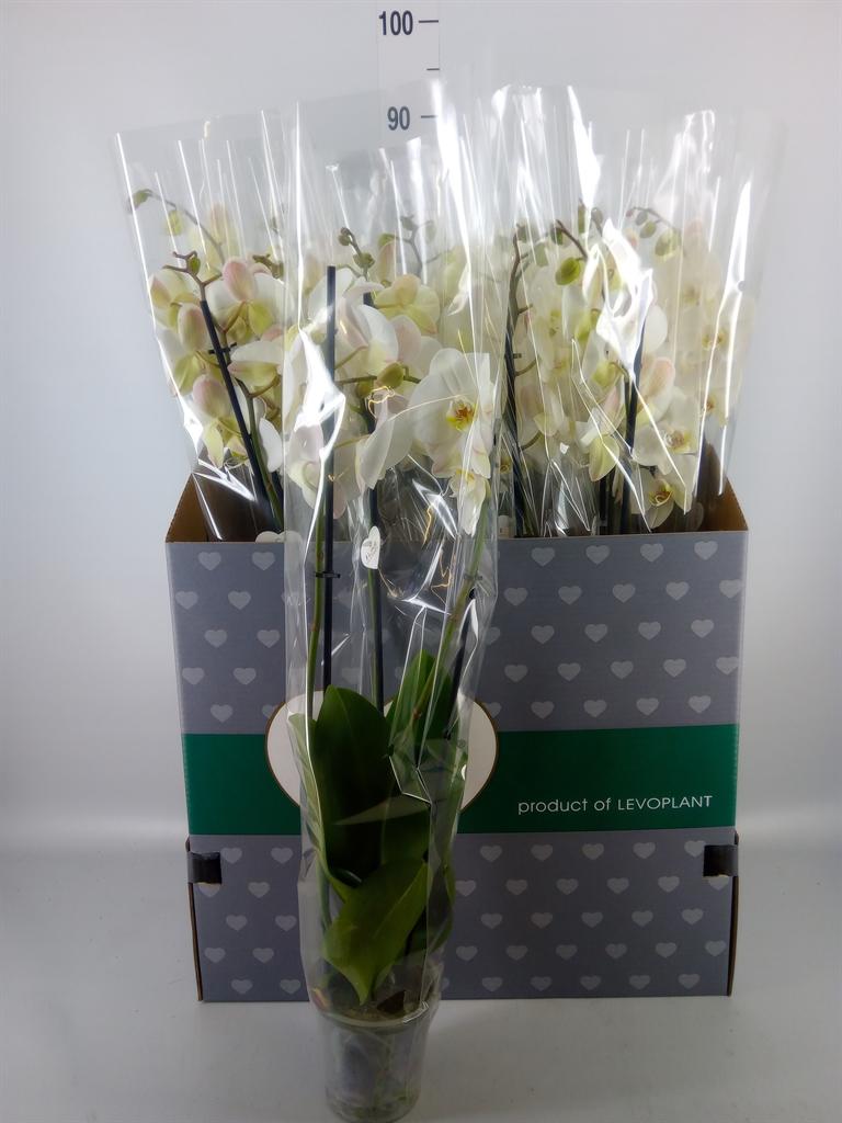 Горшечные цветы и растения оптом Phalaenopsis   ...white от 12шт из Голландии с доставкой по России