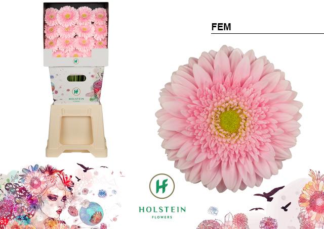 Срезанные цветы оптом Gerbera diamond fem от 45шт из Голландии с доставкой по России