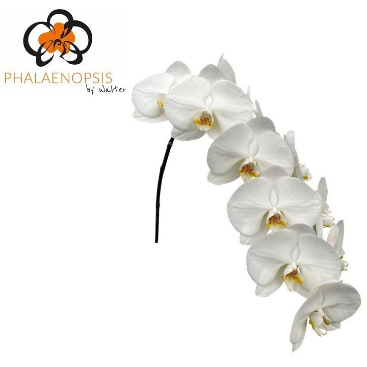 Срезанные цветы оптом Phalaenopsis magnificent maliha (per flower) от 10шт из Голландии с доставкой по России