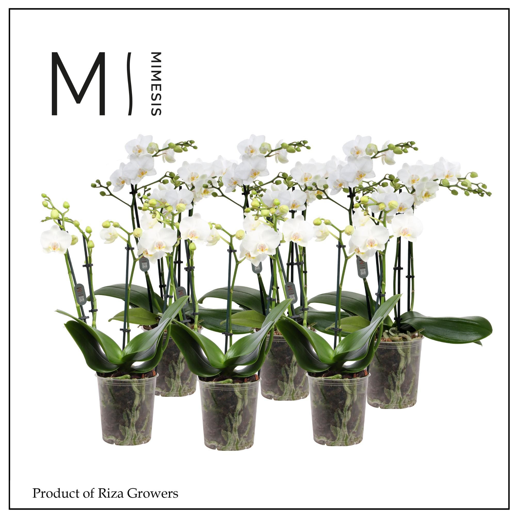 Горшечные цветы и растения оптом Phal 4st Multi White 35+ (mimesis) от 10шт из Голландии с доставкой по России
