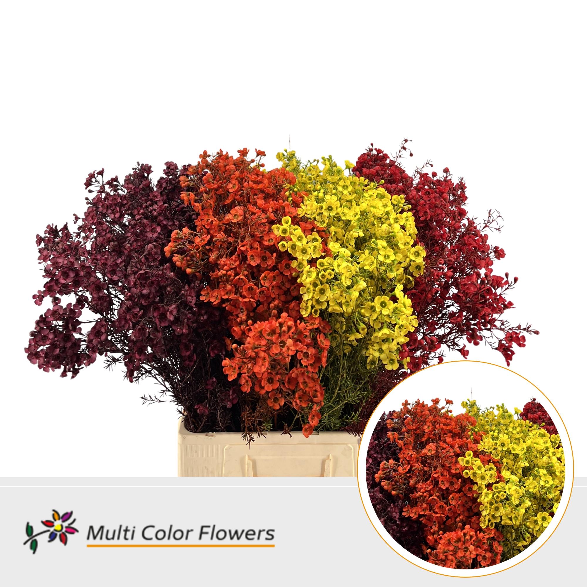 Срезанные цветы оптом Chamelaucium paint mix autumn от 100шт из Голландии с доставкой по России