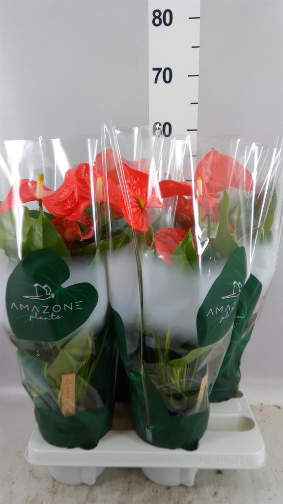 Горшечные цветы и растения оптом Anthurium Andr. florida от 4шт из Голландии с доставкой по России