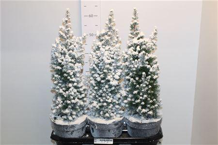 Горшечные цветы и растения оптом ** Cham Th Top Point Snow * Autumn Promo * от 3шт из Голландии с доставкой по России