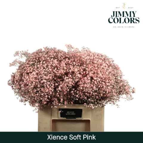 Срезанные цветы оптом Gyps large paint pink light от 100шт из Голландии с доставкой по России