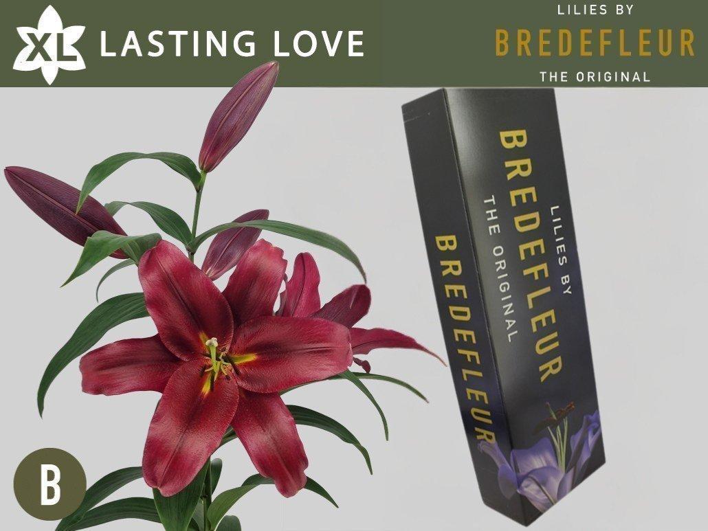 Срезанные цветы оптом Lilium or lasting love от 40шт. из Голландии с доставкой по России
