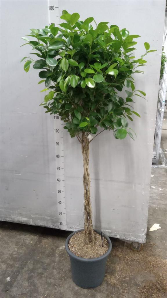 Горшечные цветы и растения оптом Ficus Microcarpa moclame от 1шт из Голландии с доставкой по России