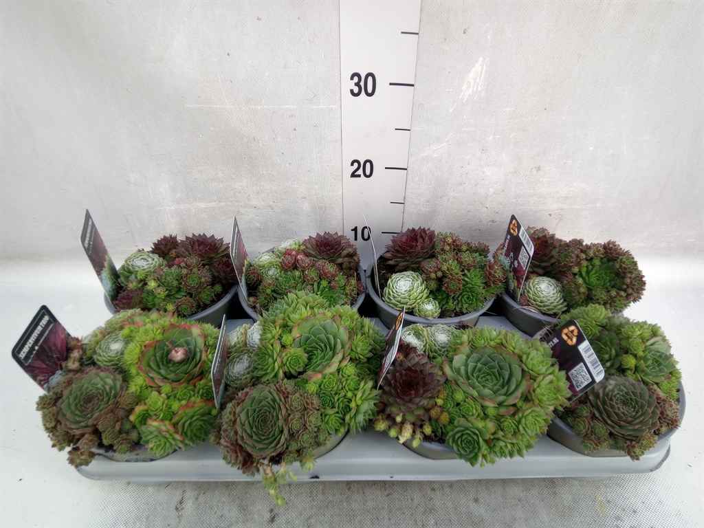 Горшечные цветы и растения оптом Sempervivum   ...mix от 8шт из Голландии с доставкой по России