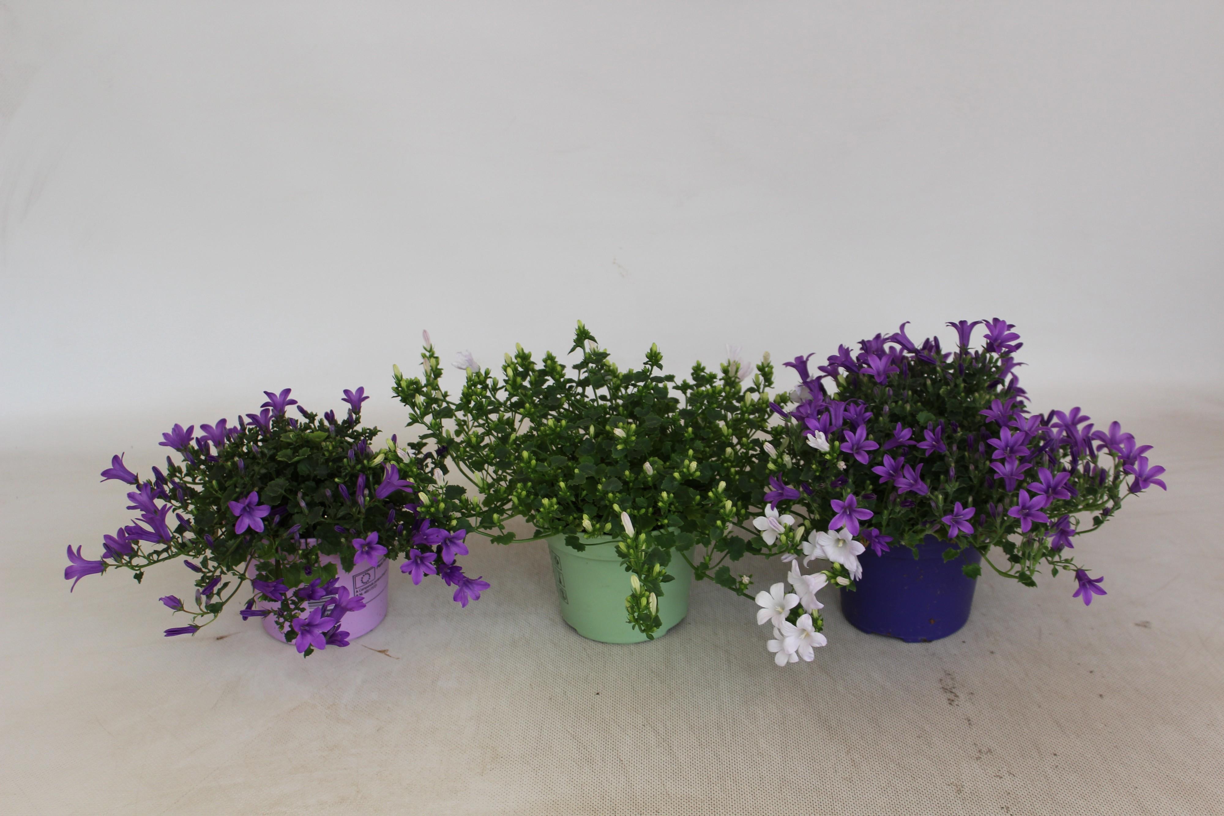 Горшечные цветы и растения оптом Campanula Portenschlagiana Kosea Mix от 8шт (для телеги) из Голландии с доставкой по России