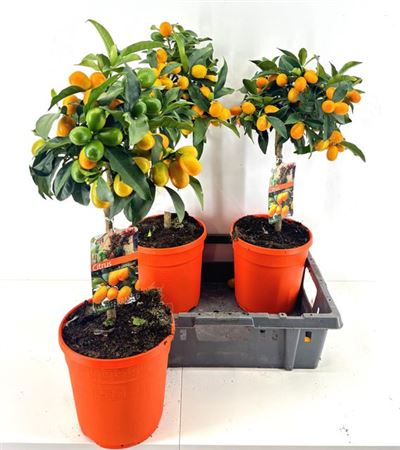 Горшечные цветы и растения оптом Citr Margarita 20 Fruits от 3шт (для телеги) из Голландии с доставкой по России