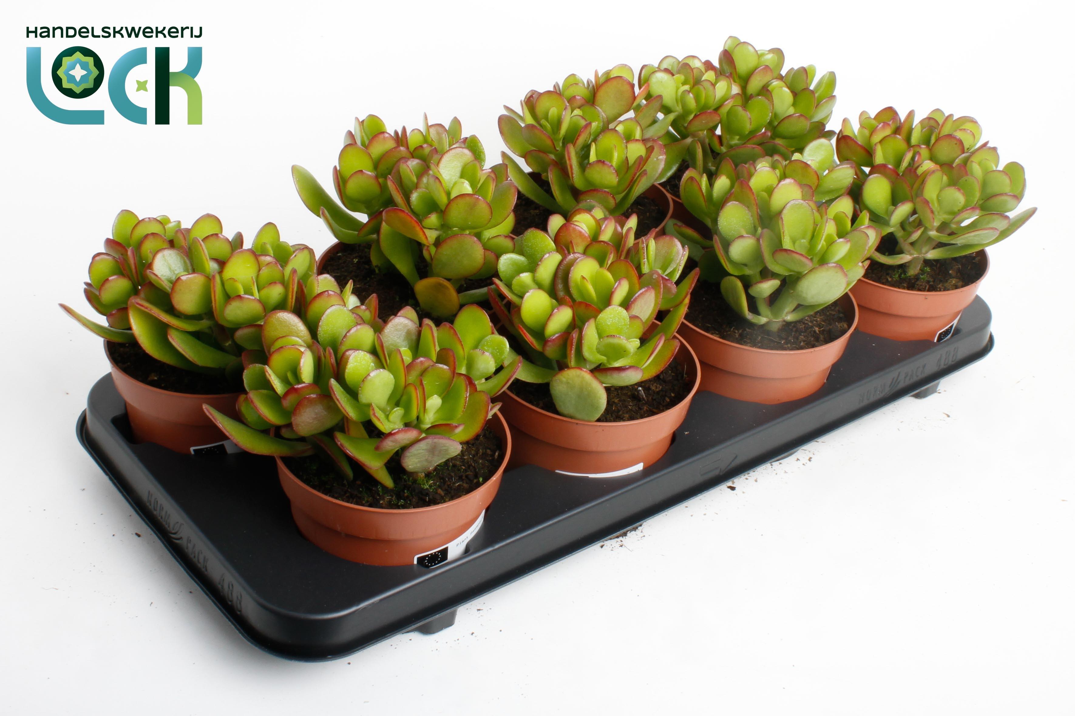 Горшечные цветы и растения оптом Crassula Argentea от 6шт из Голландии с доставкой по России