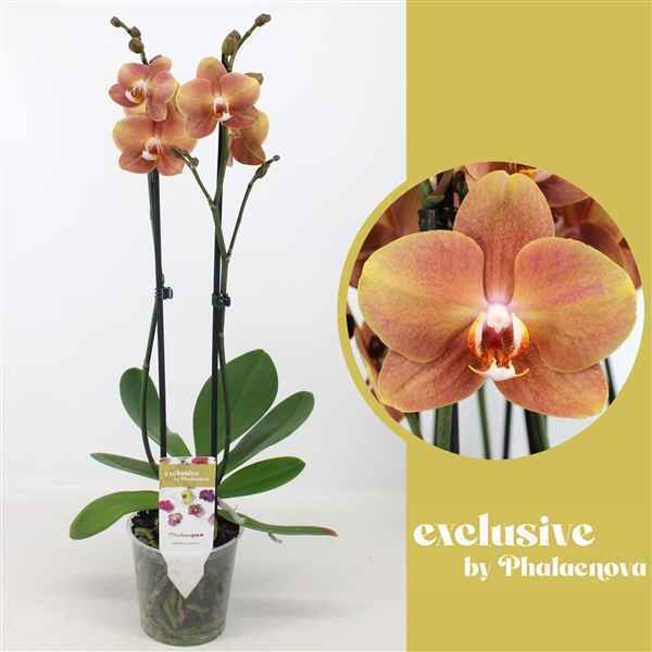 Горшечные цветы и растения оптом Phal Brownie Mutant (phalaenova) от 10шт из Голландии с доставкой по России