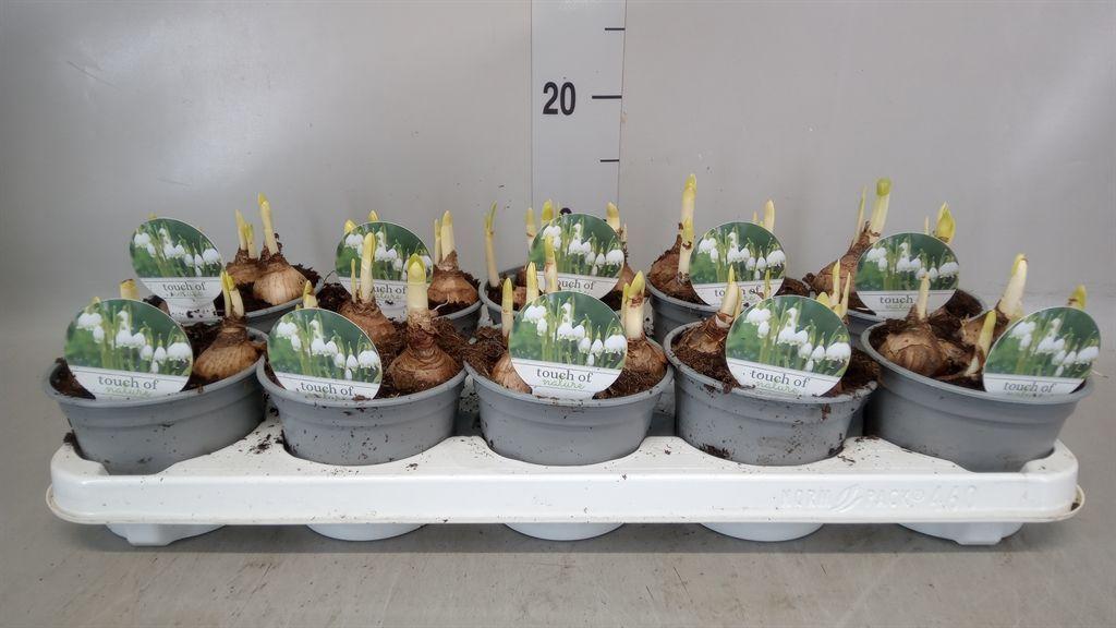 Горшечные цветы и растения оптом Leucojum Aestivum от 10шт из Голландии с доставкой по России