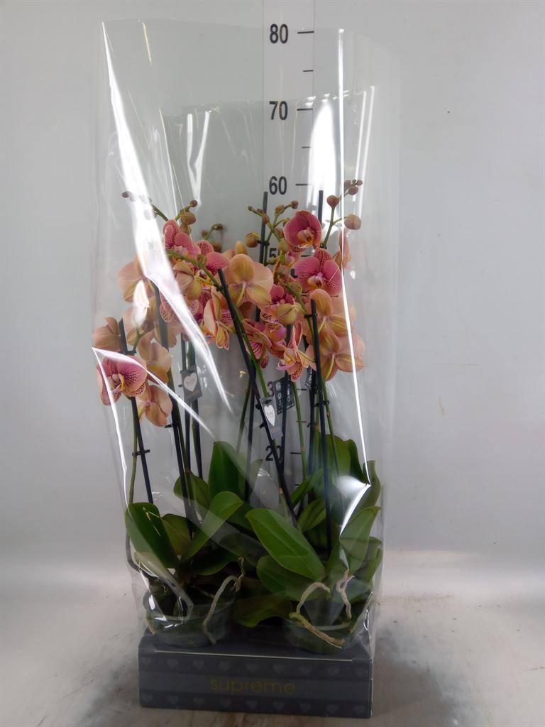 Горшечные цветы и растения оптом Phalaenopsis   ...rose от 5шт из Голландии с доставкой по России