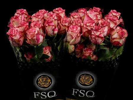 Срезанные цветы оптом Rosa ec magic times от 40шт из Голландии с доставкой по России