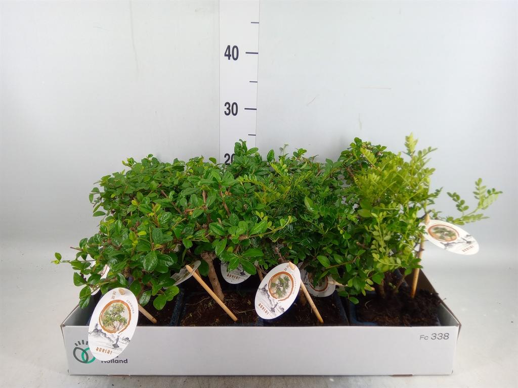 Горшечные цветы и растения оптом Bonsai   ...mix от 13шт из Голландии с доставкой по России