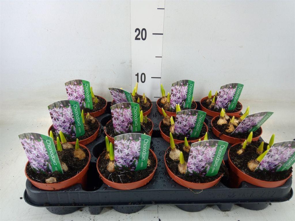 Горшечные цветы и растения оптом Chionodoxa   ... от 12шт (для телеги) из Голландии с доставкой по России